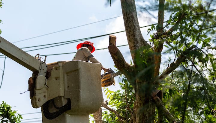 A property receiving tree removal service in Bloomington, IN.