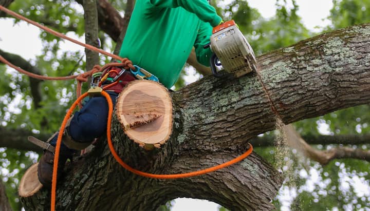 A contractor chopping down wood during tree removal in Bloomington, IN.