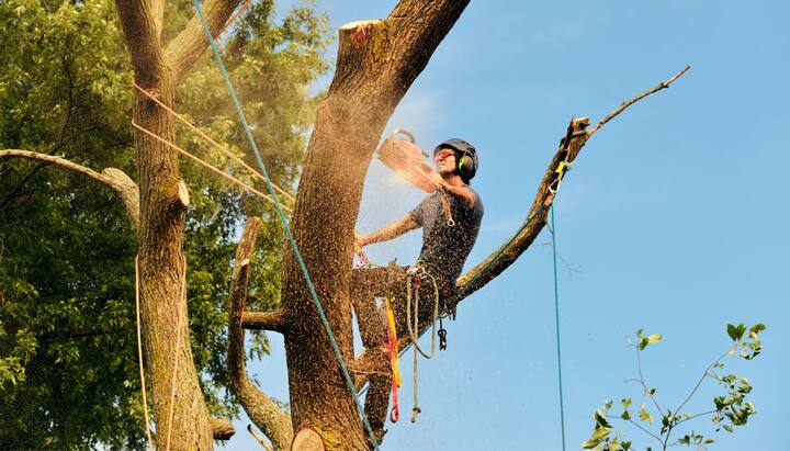 A handyman performing tree removal in Bloomington, IN.