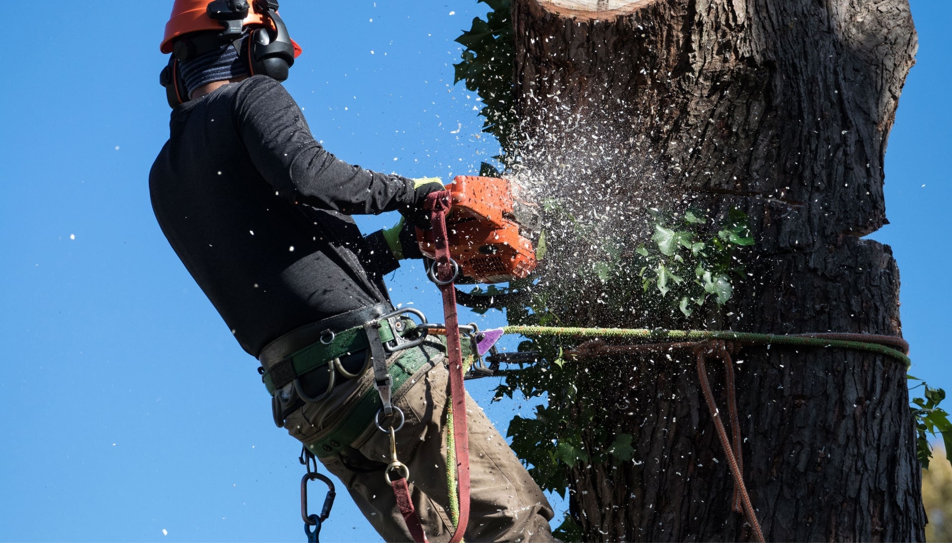 A contractor doing tree removal in Bloomington, IN.