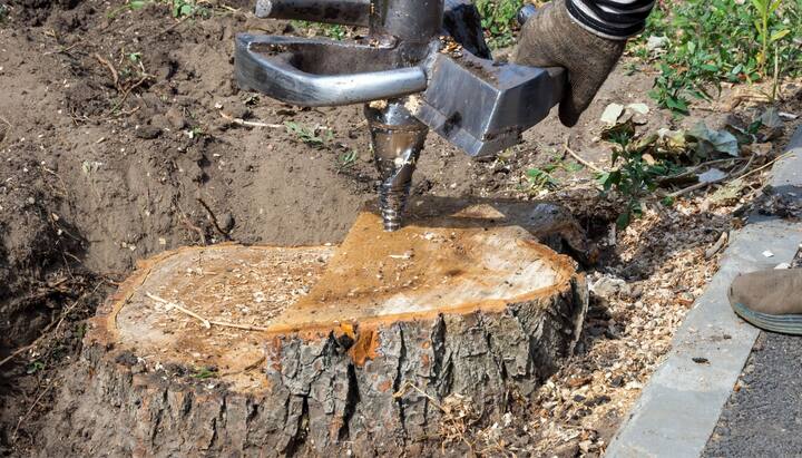 A contractor performing tree removal in Bloomington, IN.